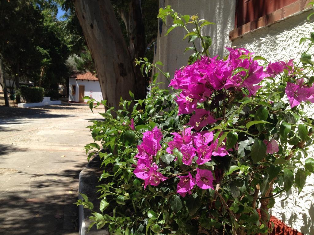 Camping B&B Gioiosa Gioiosa Marea Buitenkant foto